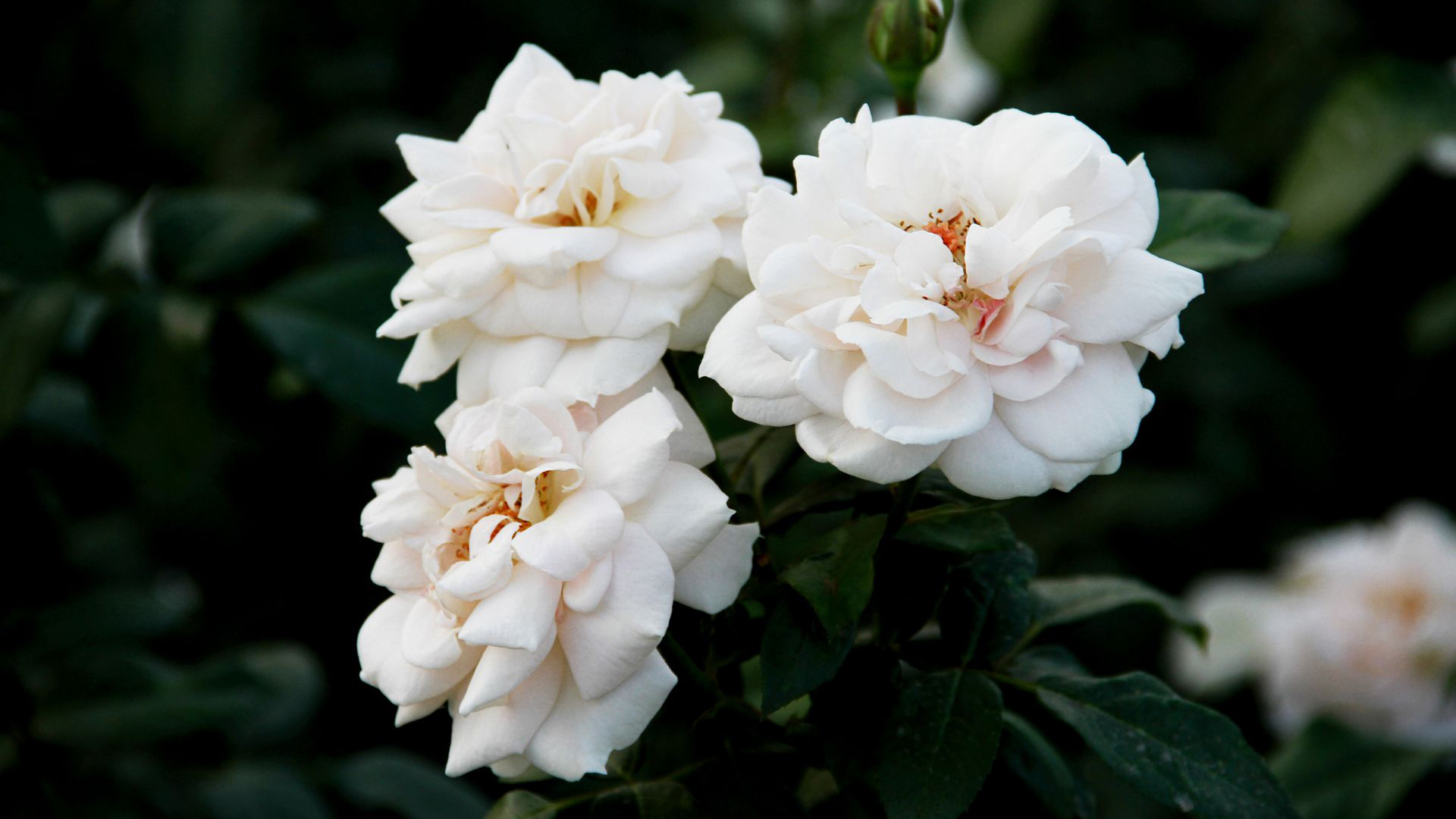 Rosa Floribunda