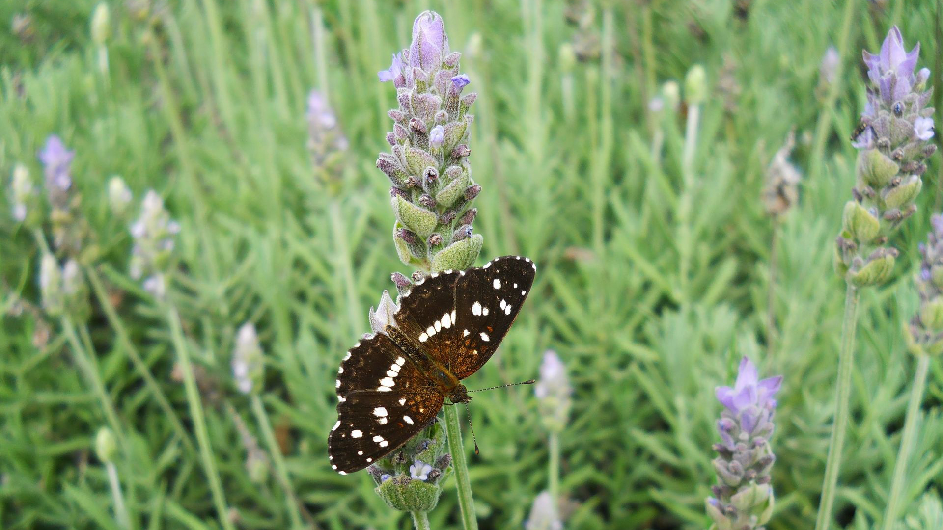 Stachys Bizantina