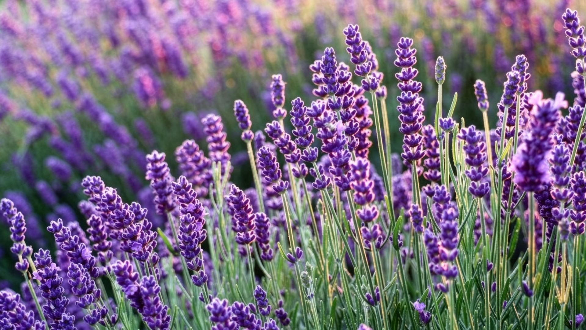 Lavanda