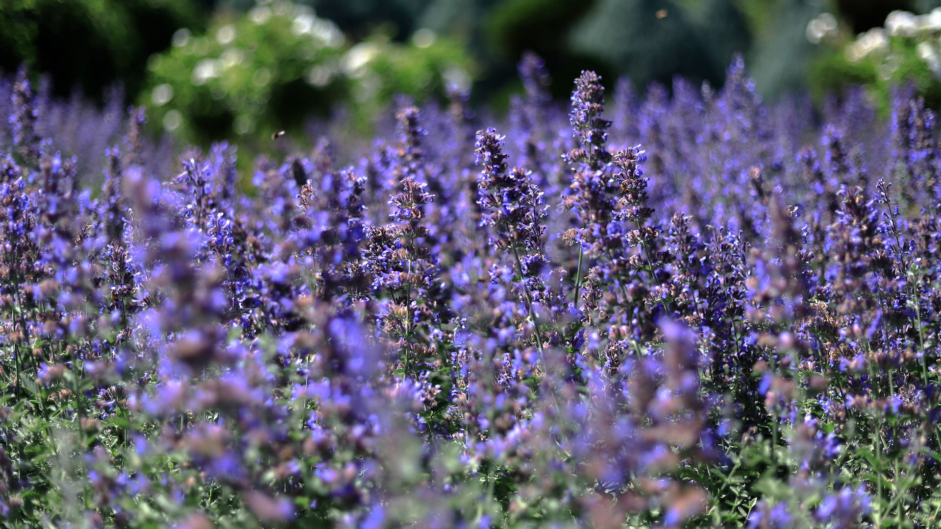 Nepeta Frasseni